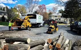 Best Stump Grinding and Removal  in Elkhorn, WI