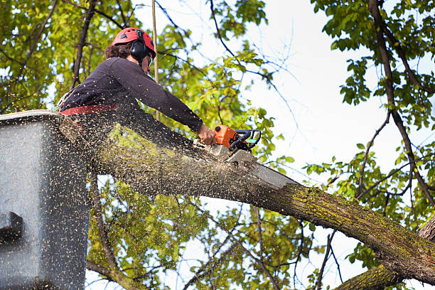 Trusted Elkhorn, WI Tree Removal Experts